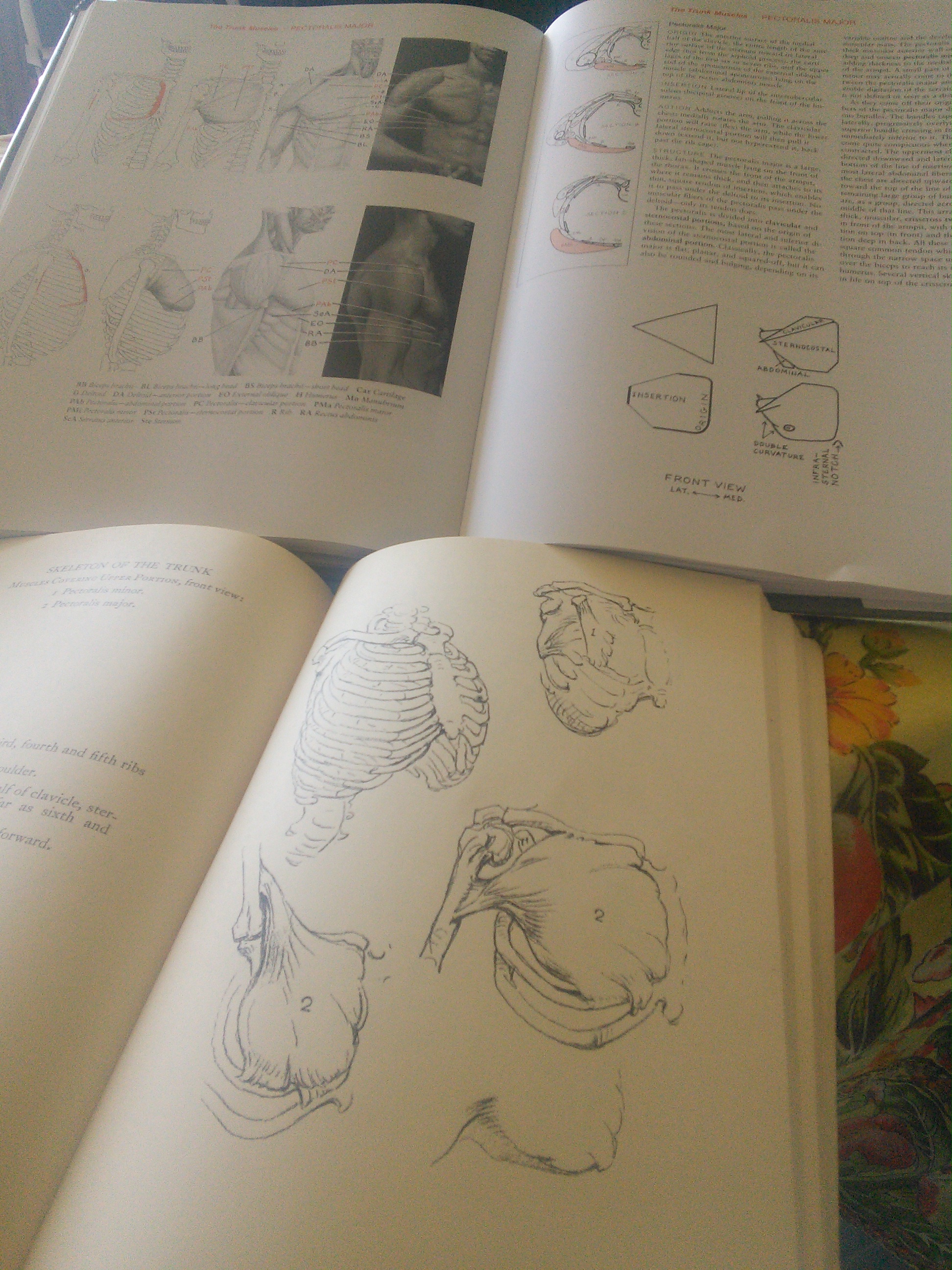 Julie Dyer Holmes, Fine Artist Anatomy books Julie Dyer Holmes, Fine